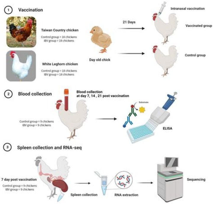 How was the vaccine for chicken cholera developed