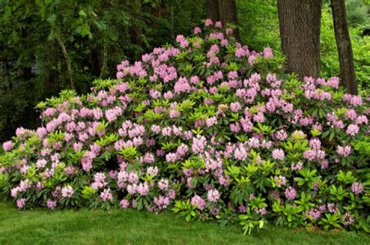 How wide are rhododendrons