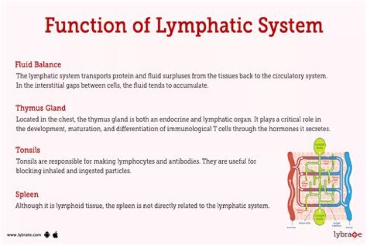 In which function is lymph similar to blood