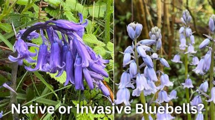 Is a bluebell a wildflower