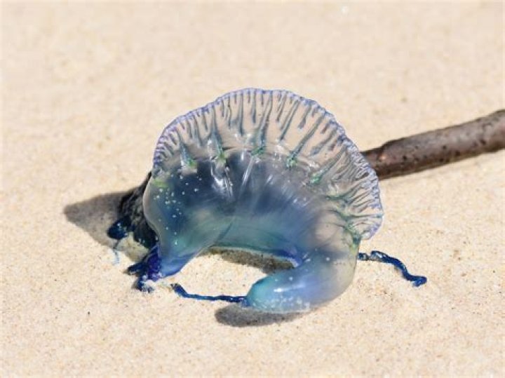 Is a bluebottle a jellyfish