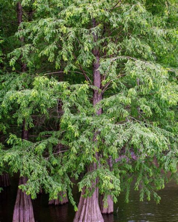 Is a cypress tree a juniper