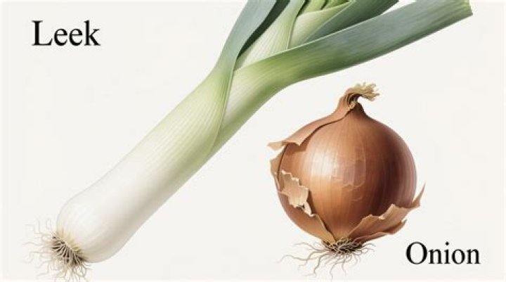 Is a leek a type of onion