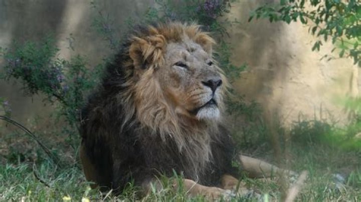 Is a lion a panther