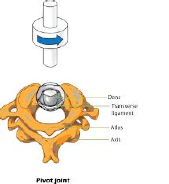 Is a pivot joint biaxial
