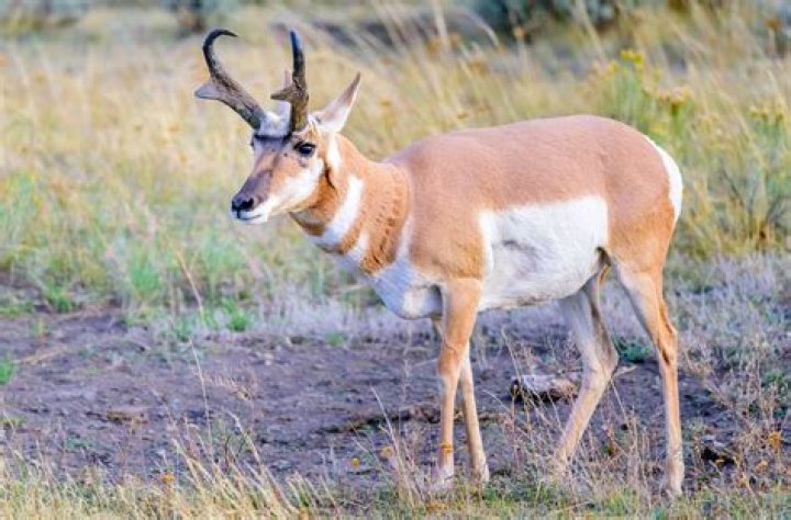 Is a pronghorn antelope a goat