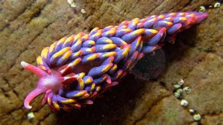 Is a sea slug an omnivore