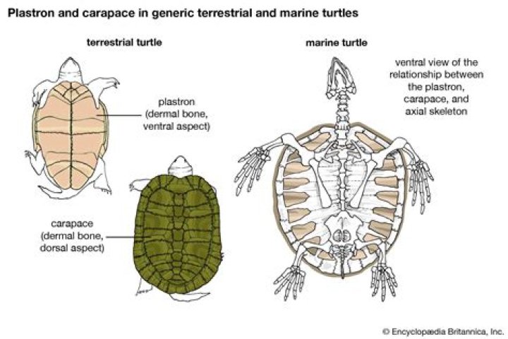Is a sea turtle a vertebrate