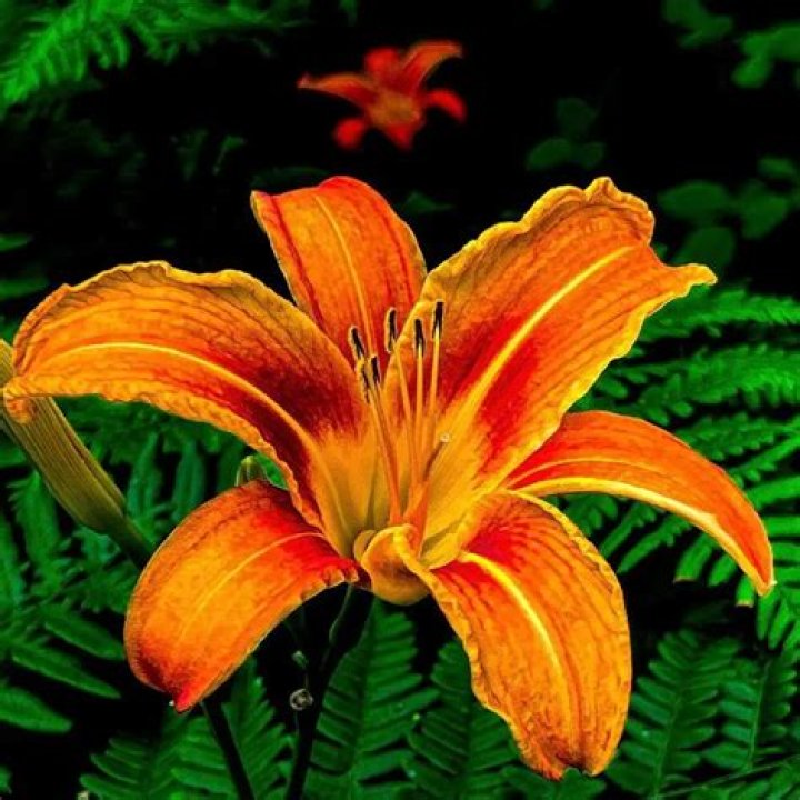 Is a tiger lily a perennial