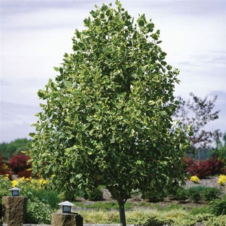 Is a tulip tree evergreen