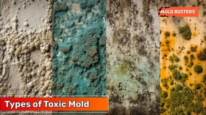 Is Alternaria toxic mold