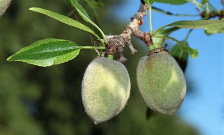 Is an almond a fruit or a nut