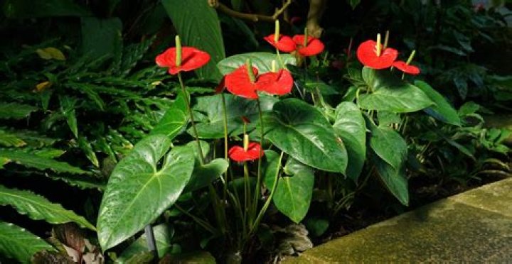Is anthurium Andraeanum poisonous to cats