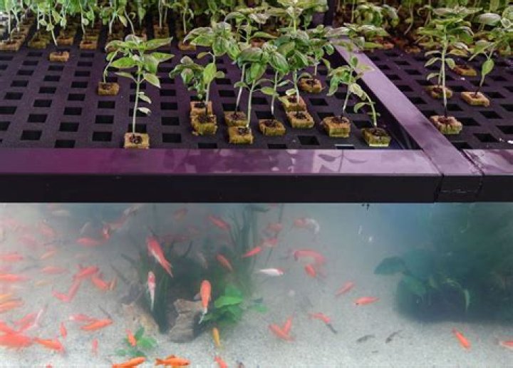 Is aquaponics cruel to fish