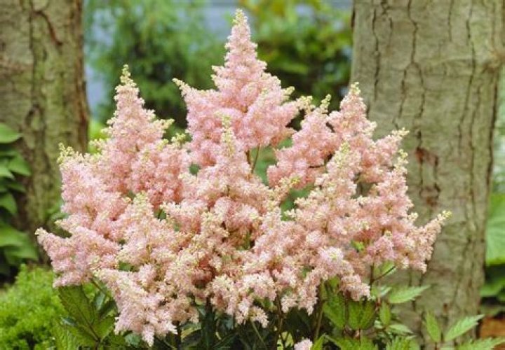Is astilbe a shade plant