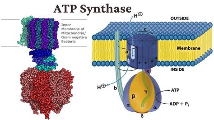 Is ATP A synthase