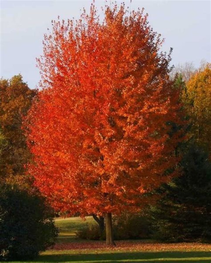 Is Autumn Blaze Maple a good tree