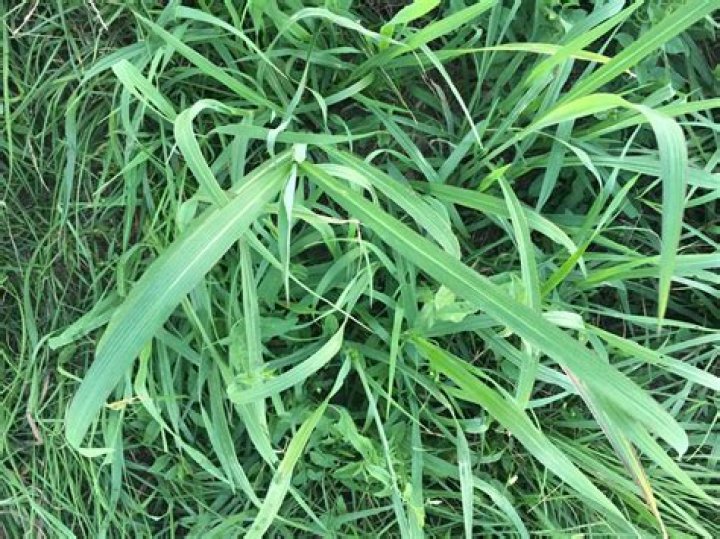 Is Bear Grass poisonous