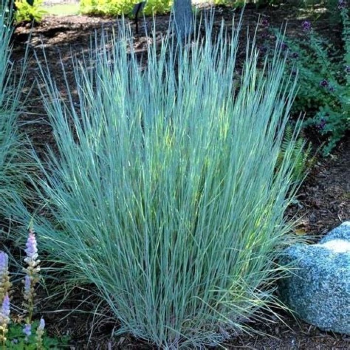 Is Big Bluestem a warm season grass