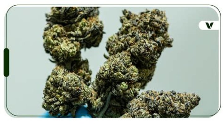 Is Black Diamond Indica or Sativa