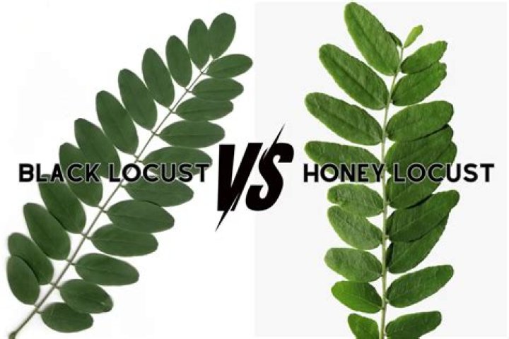 Is black locust poisonous to humans