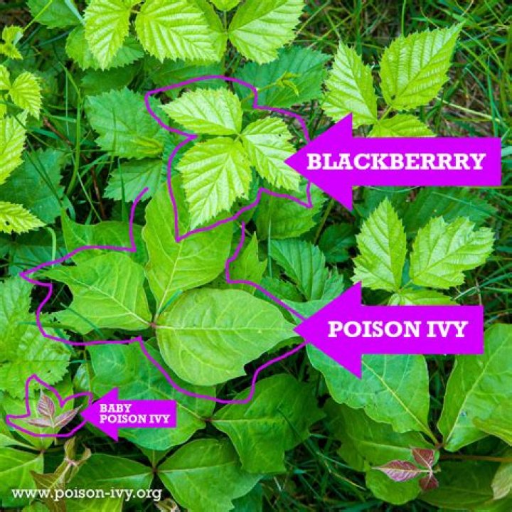 Is Blackberry nightshade poisonous