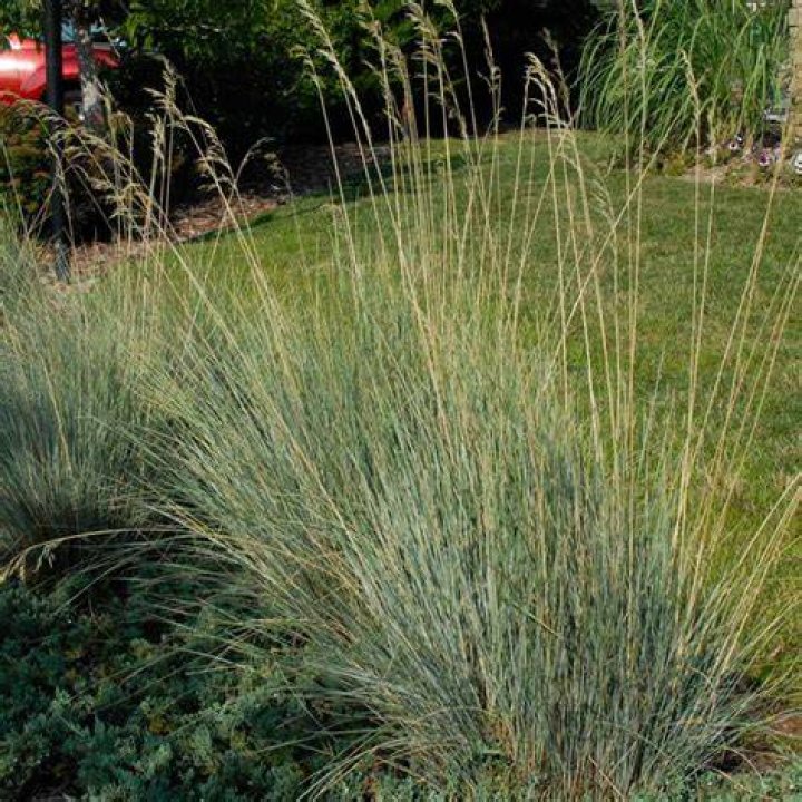 Is Blue oat grass safe for dogs