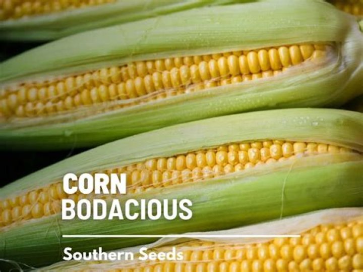 Is Bodacious sweet corn Roundup Ready