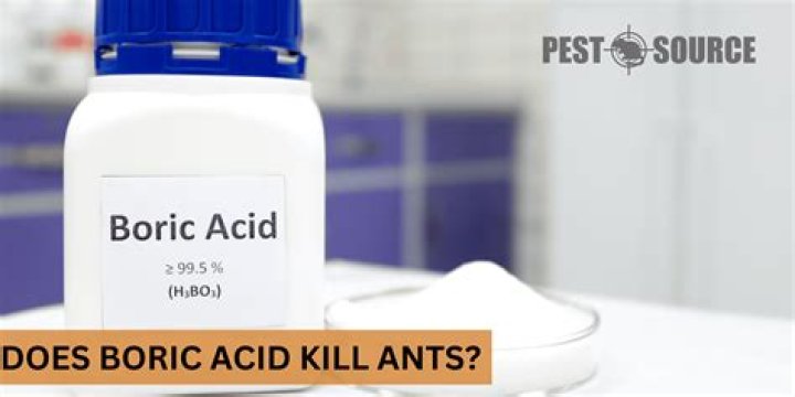 Is boric acid toxic to ants