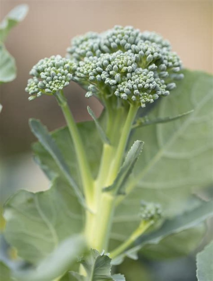 Is broccoli a cold weather crop