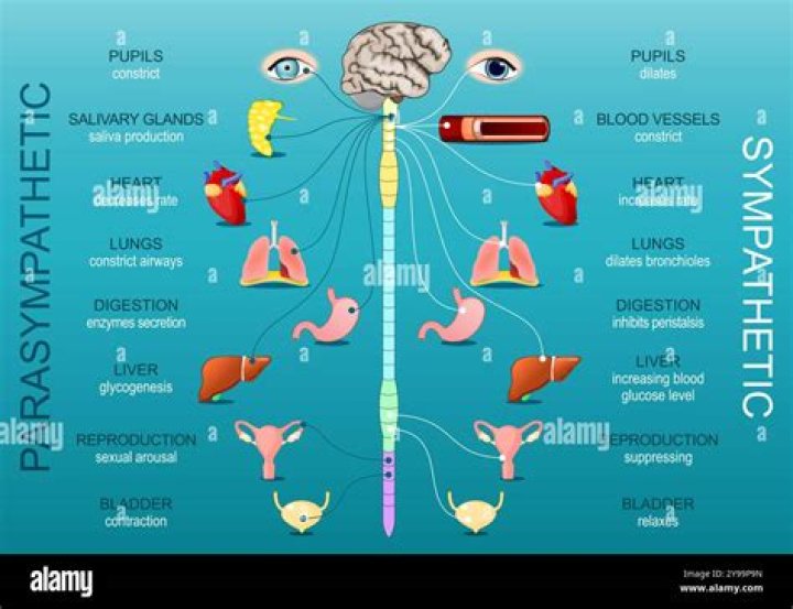 Is bronchial dilation sympathetic or parasympathetic