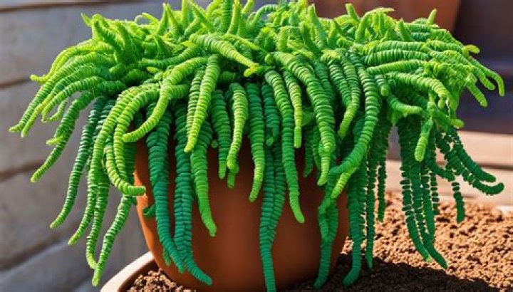 Is burros tail edible