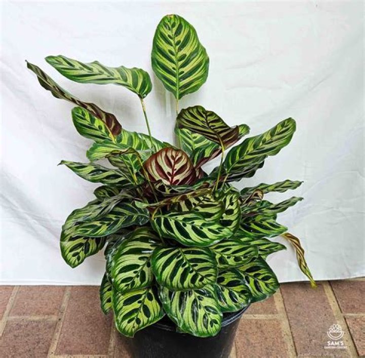 Is Calathea an indoor plant