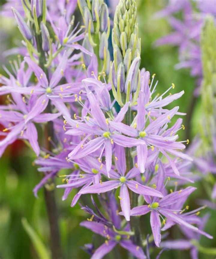 Is Camassia a bulb