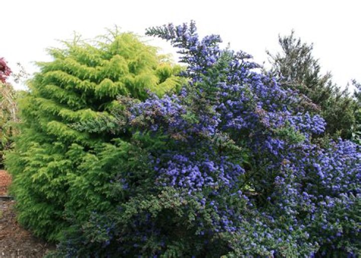 Is ceanothus an evergreen