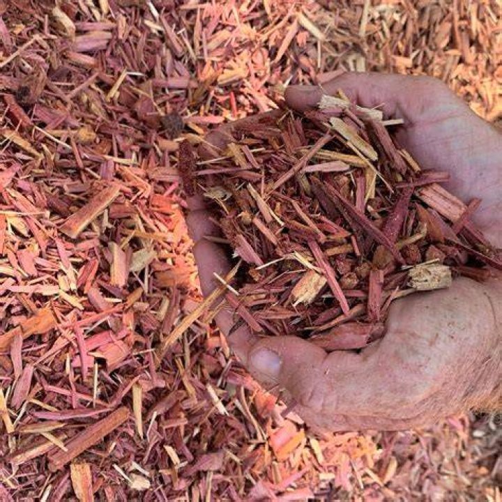 Is cedar chips safe for cats