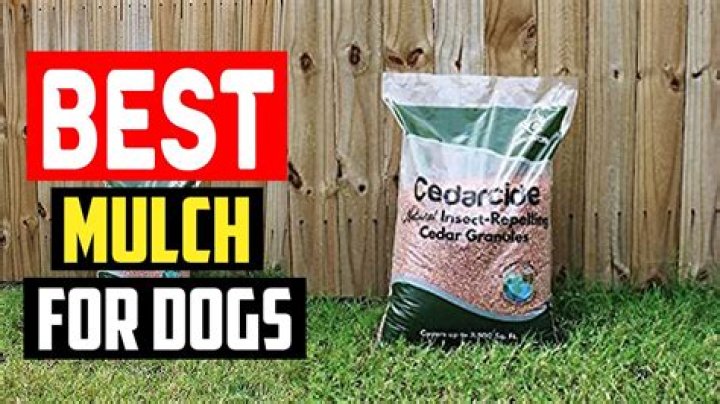 Is cedar mulch harmful to dogs