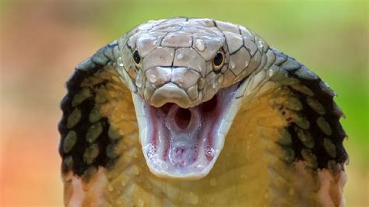 Is Chamberbitter poisonous