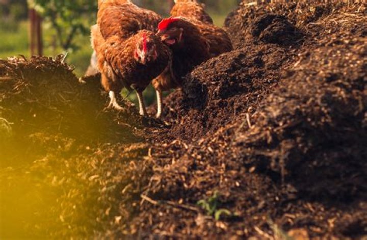 Is chicken litter good fertilizer