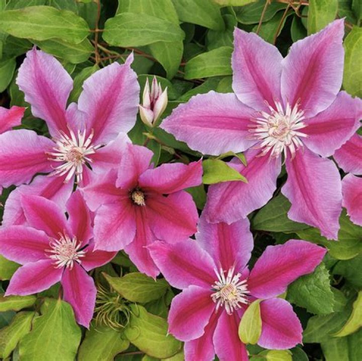Is Clematis easy to grow