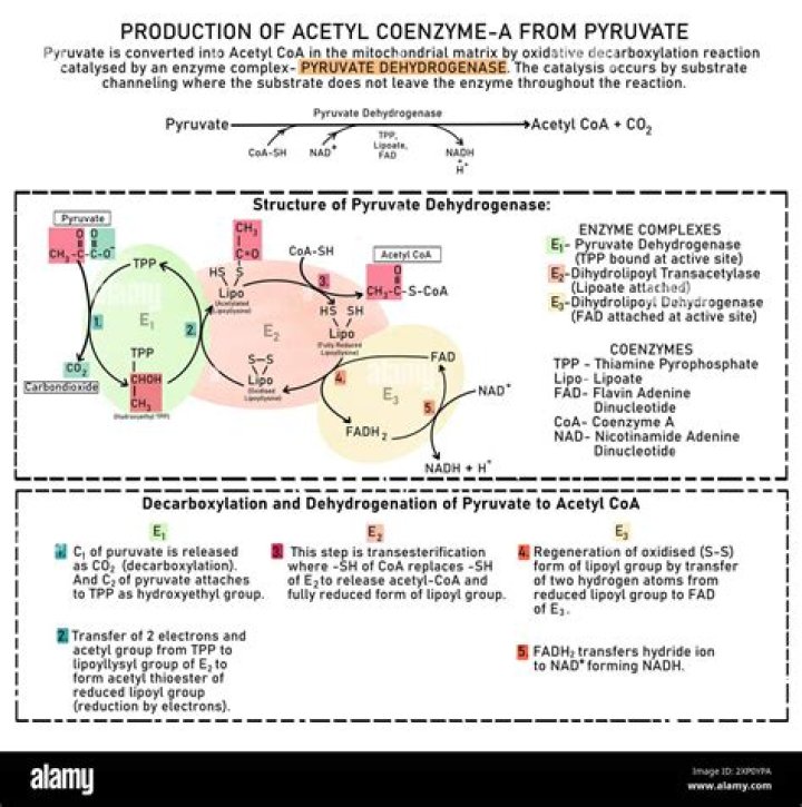 Is coenzyme A and acetyl CoA the same thing