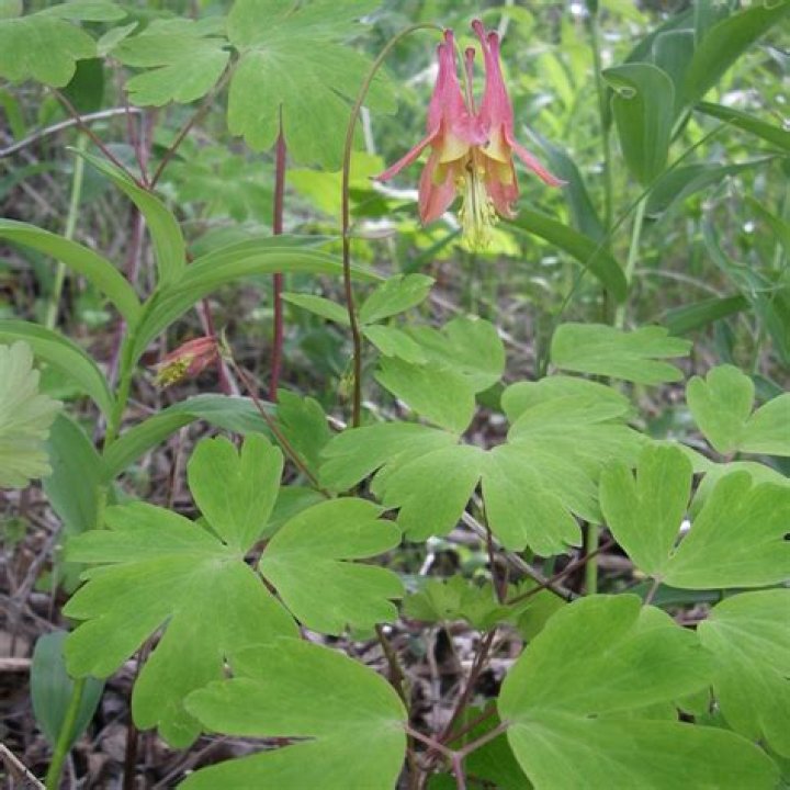 Is Columbine plant invasive