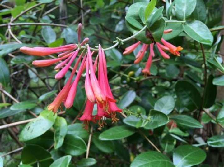 Is coral honeysuckle native to Florida