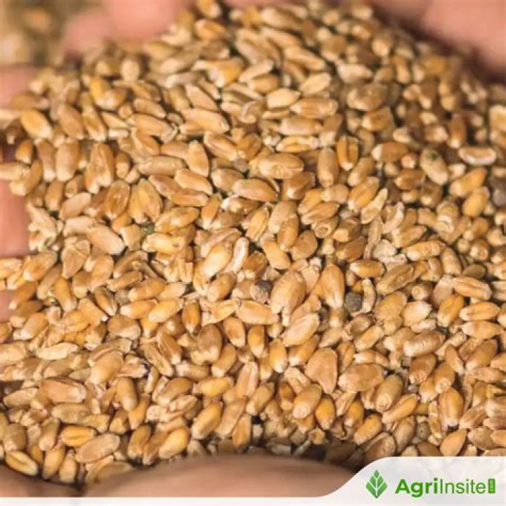 Is corn related to wheat