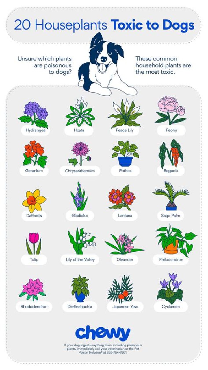 Is Datura toxic to dogs