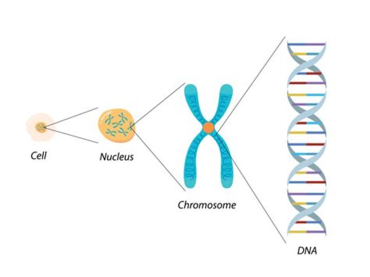 Is DNA Found in sex cells