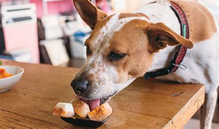 Is dog food edible for humans