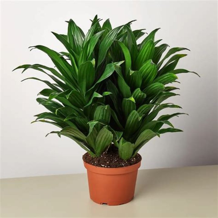Is Dracena a succulent