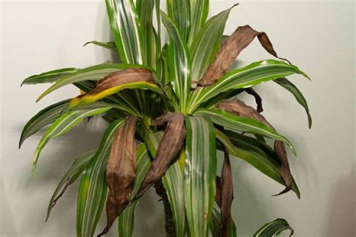 Is Dracena fragrans toxic