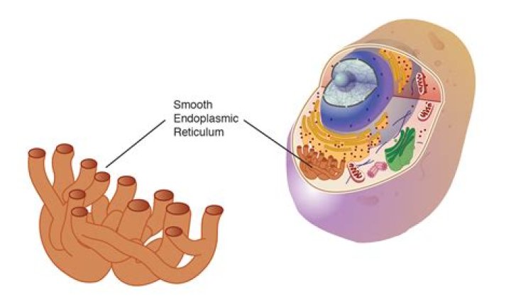 Is endoplasmic reticulum present in plant cell